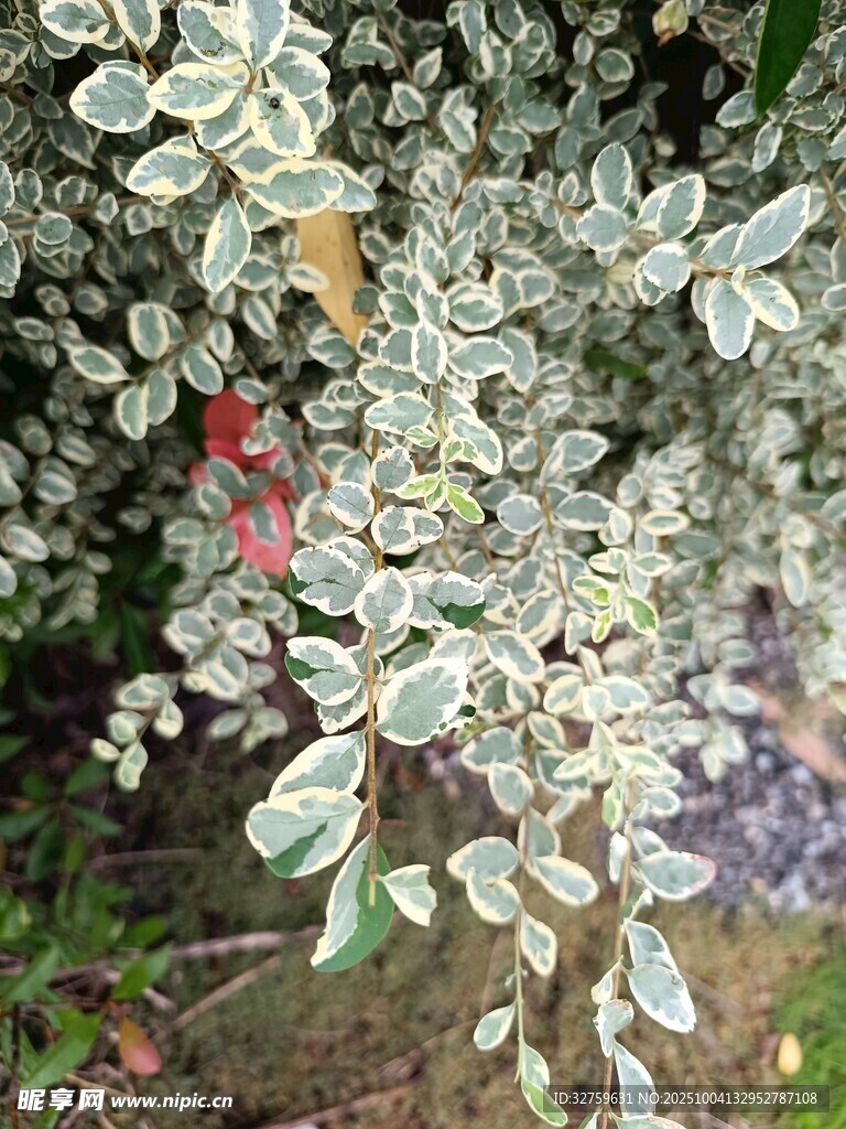 银边绿叶植物特写