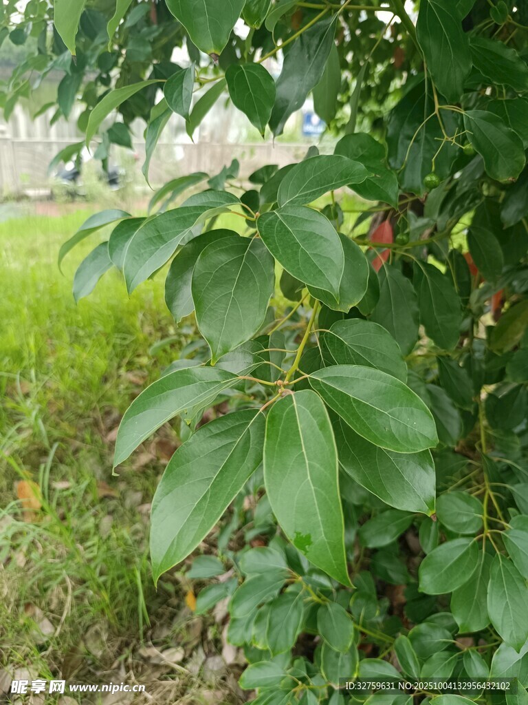 绿叶繁茂的田园植物景观