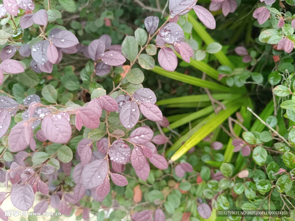 紫色绿植特写
