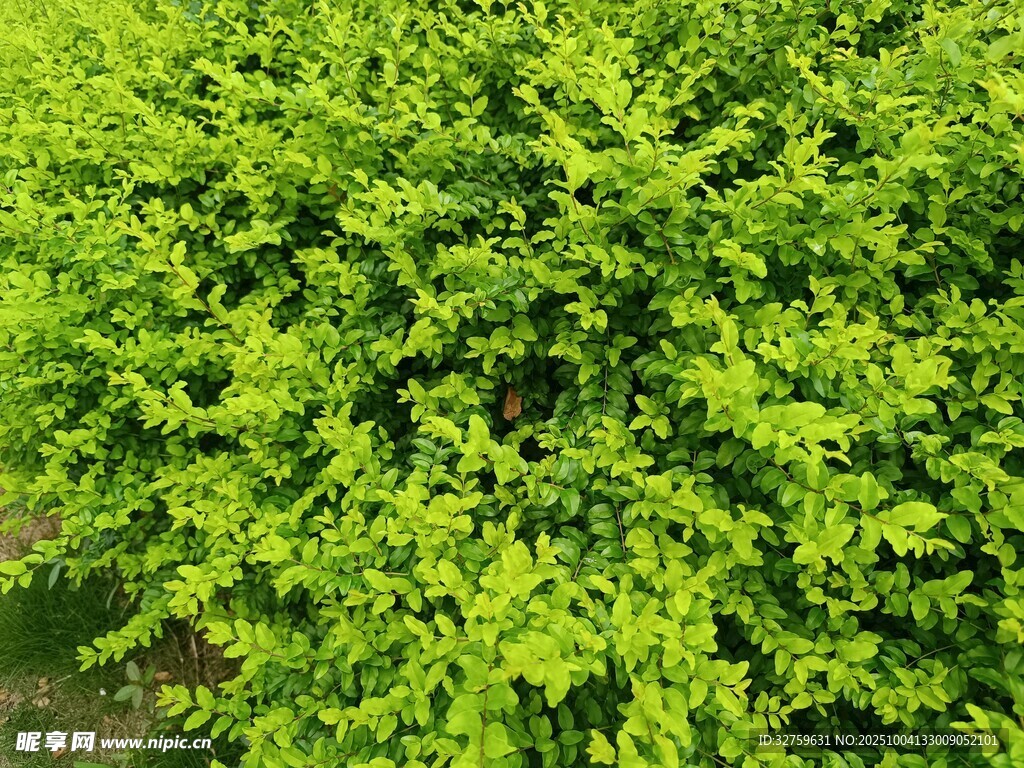 翠绿繁茂的灌木丛