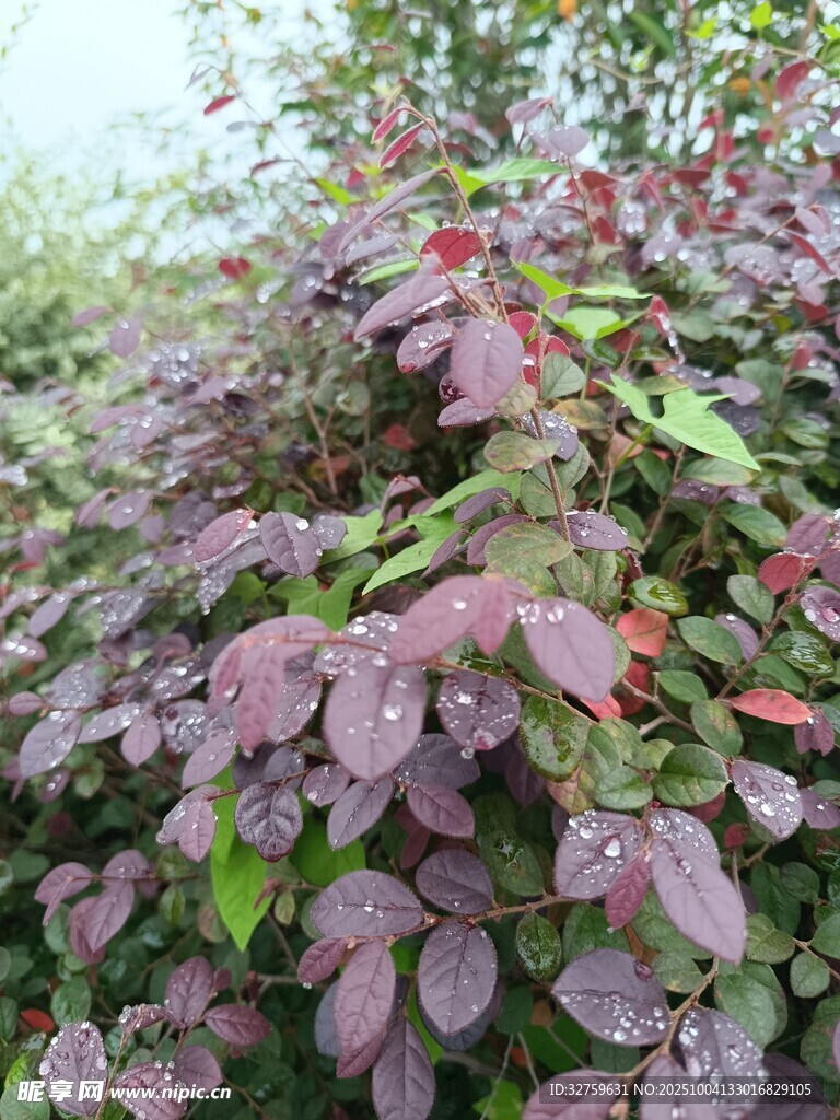 紫叶植物特写