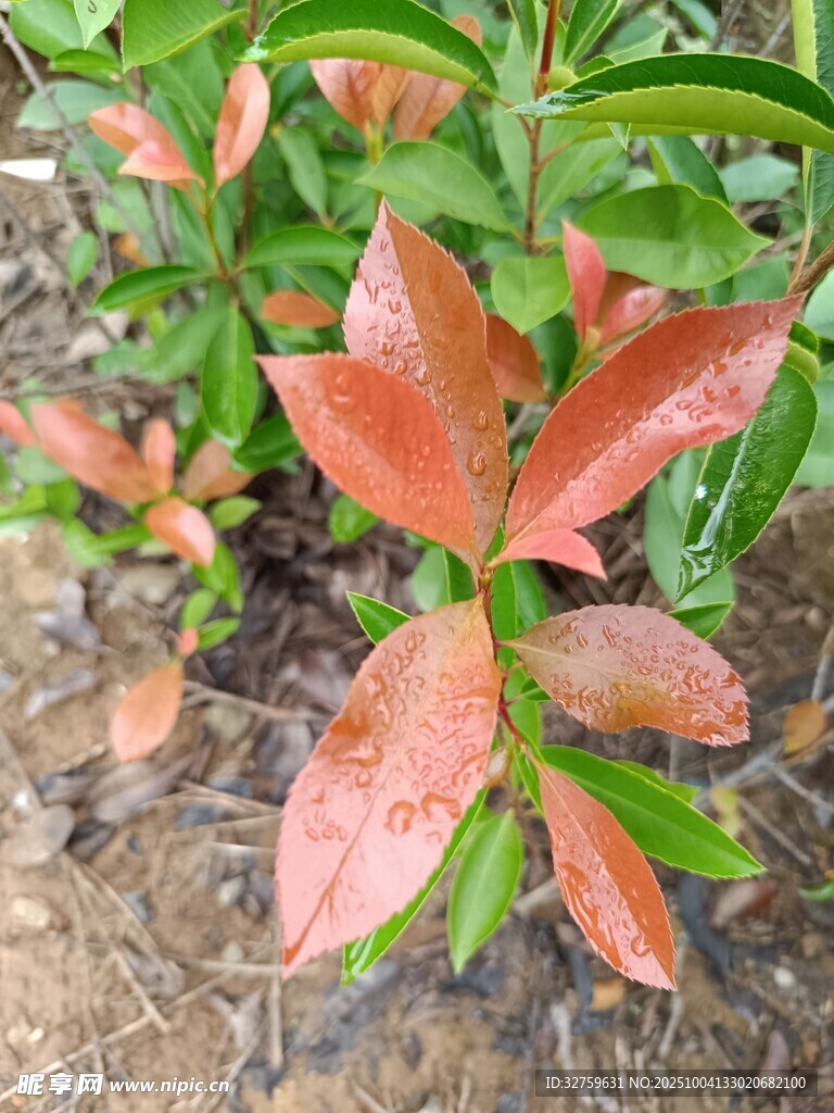 红叶植物特写
