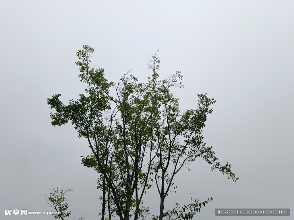 雨中挺立的绿植