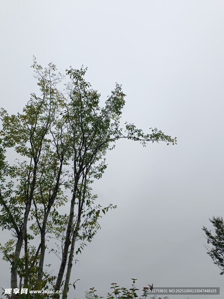 雨中挺立的翠绿树木