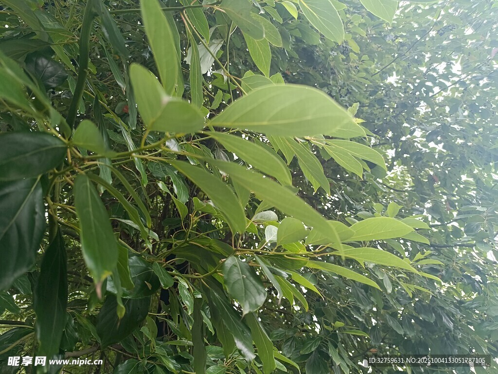 茂密绿叶的自然景象