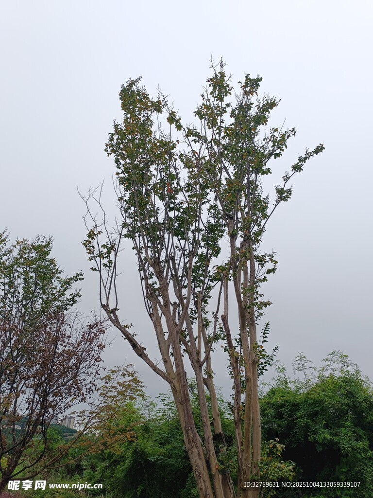 户外挺立的多枝干树木