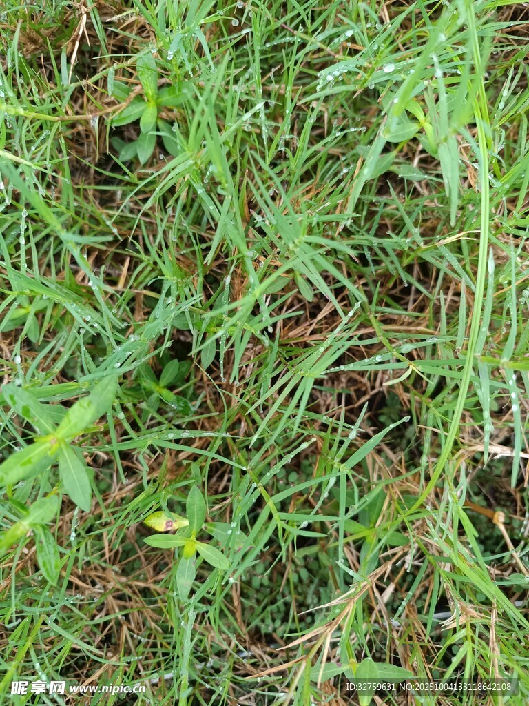翠绿草地特写