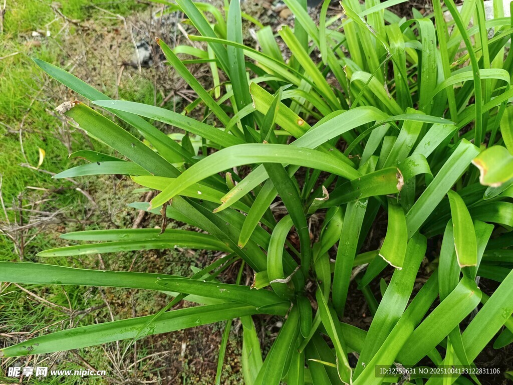 翠绿丛生的阔叶植物