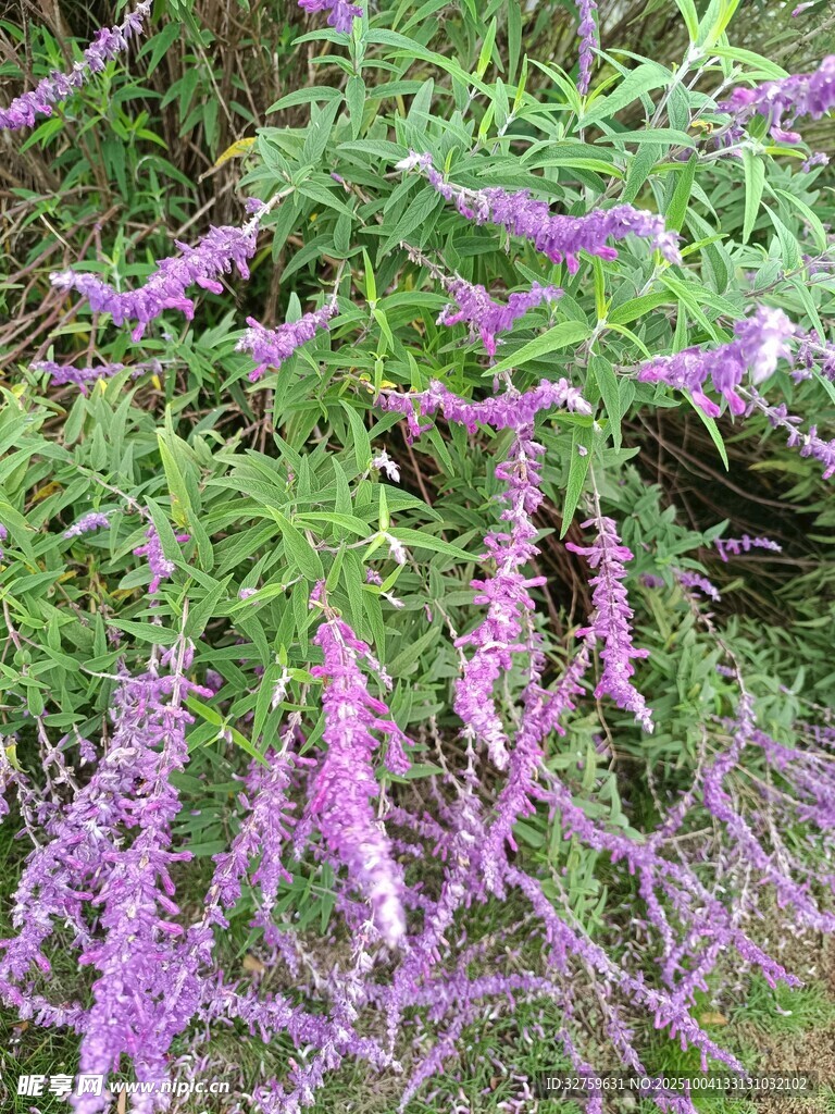 紫色穗状花卉植物特写