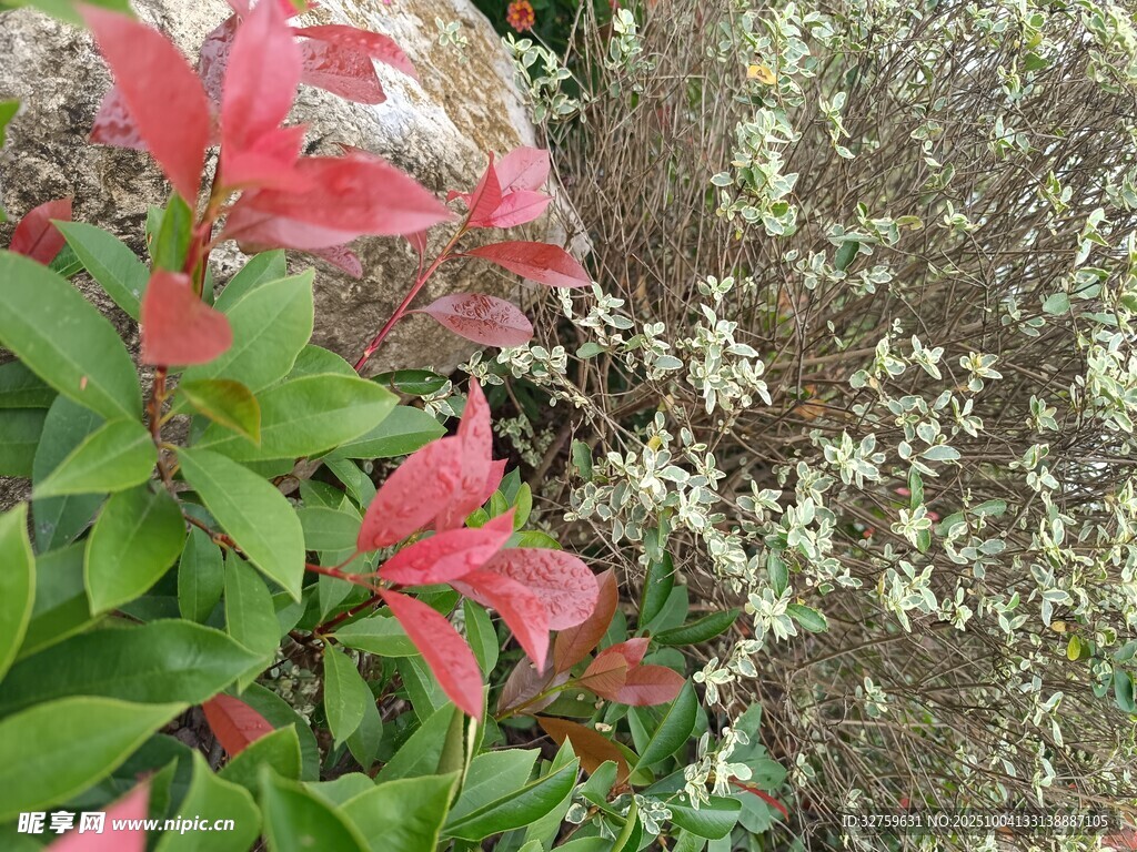 娇艳红花伴灰白树干