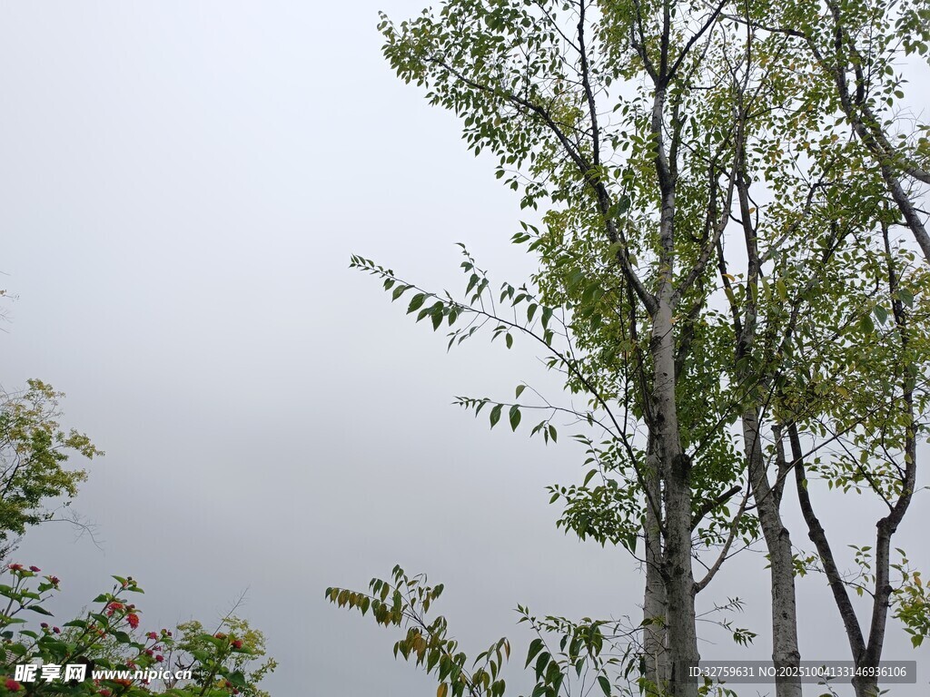 雾中树木景致