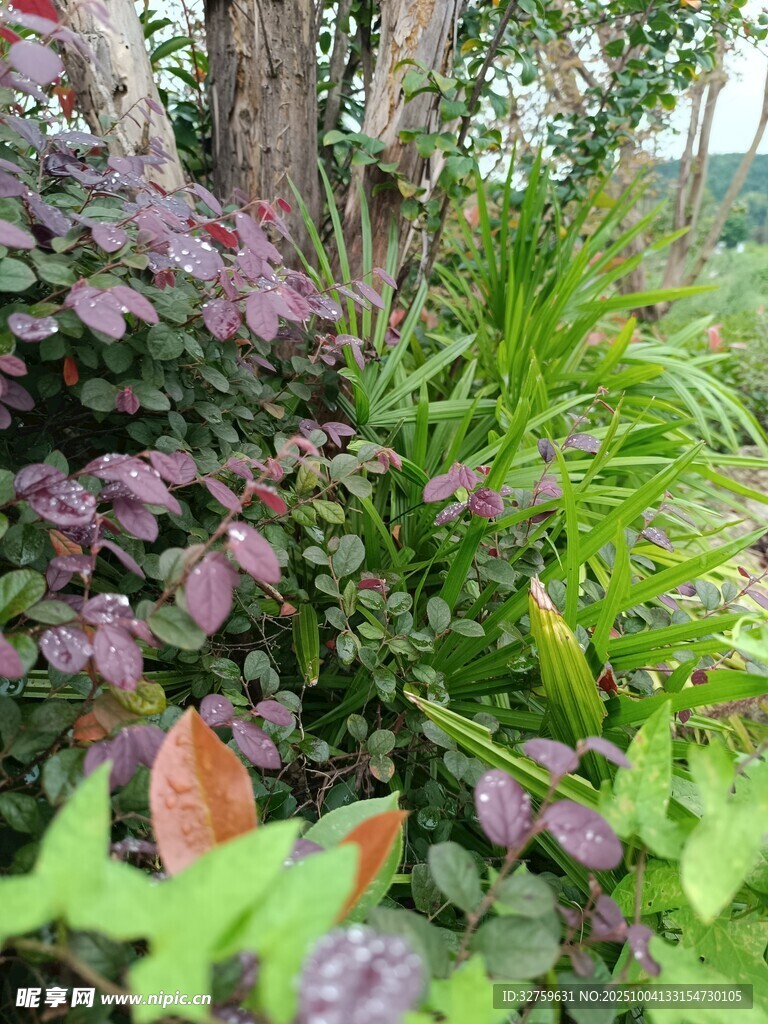 多彩植物景观