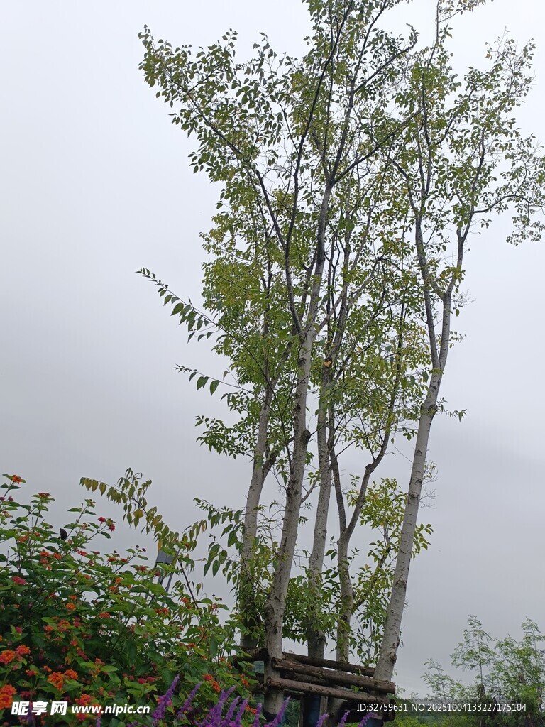 户外木架旁的绿树与花卉