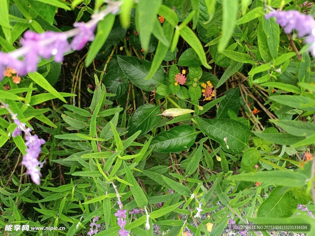 草丛中的紫色花卉与昆虫