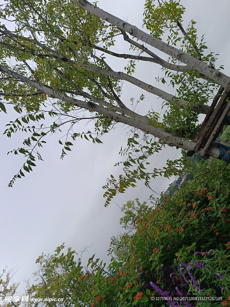 仰视葱郁树木与朦胧天空