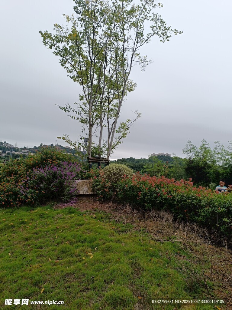 户外草地旁的挺拔绿树