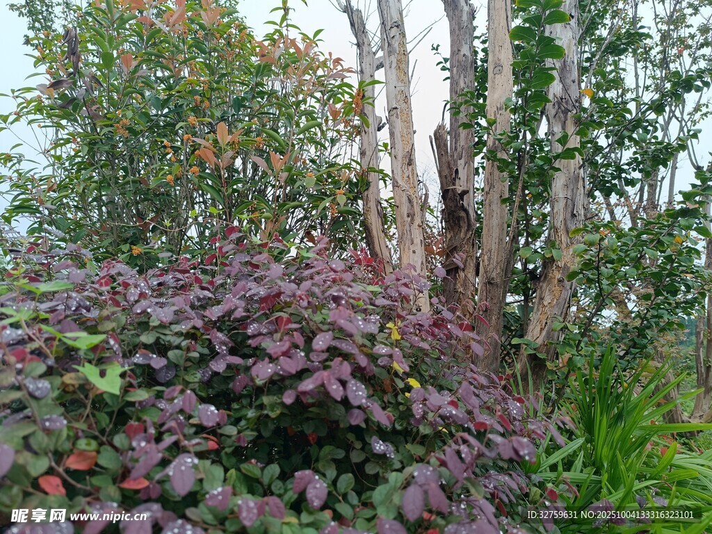林间多彩植物景观
