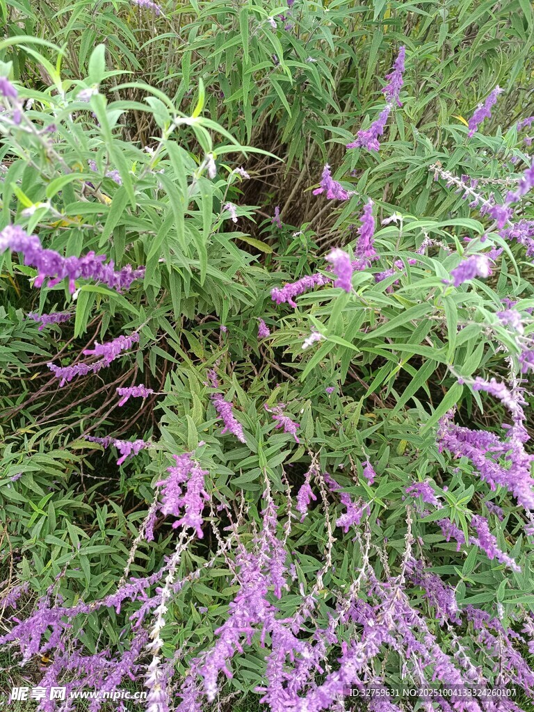 紫色花卉植物特写