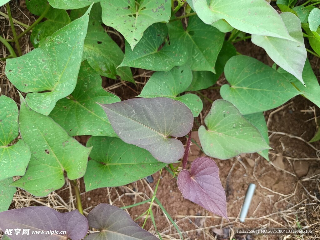 绿叶间的紫色植物