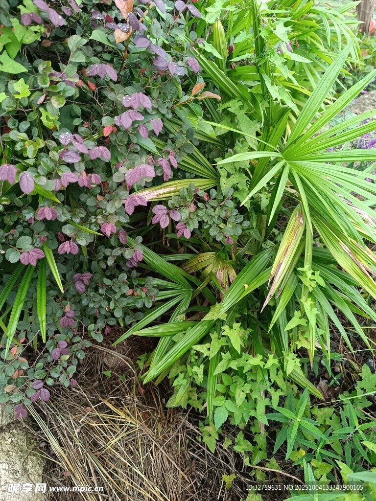 多彩绿植景观