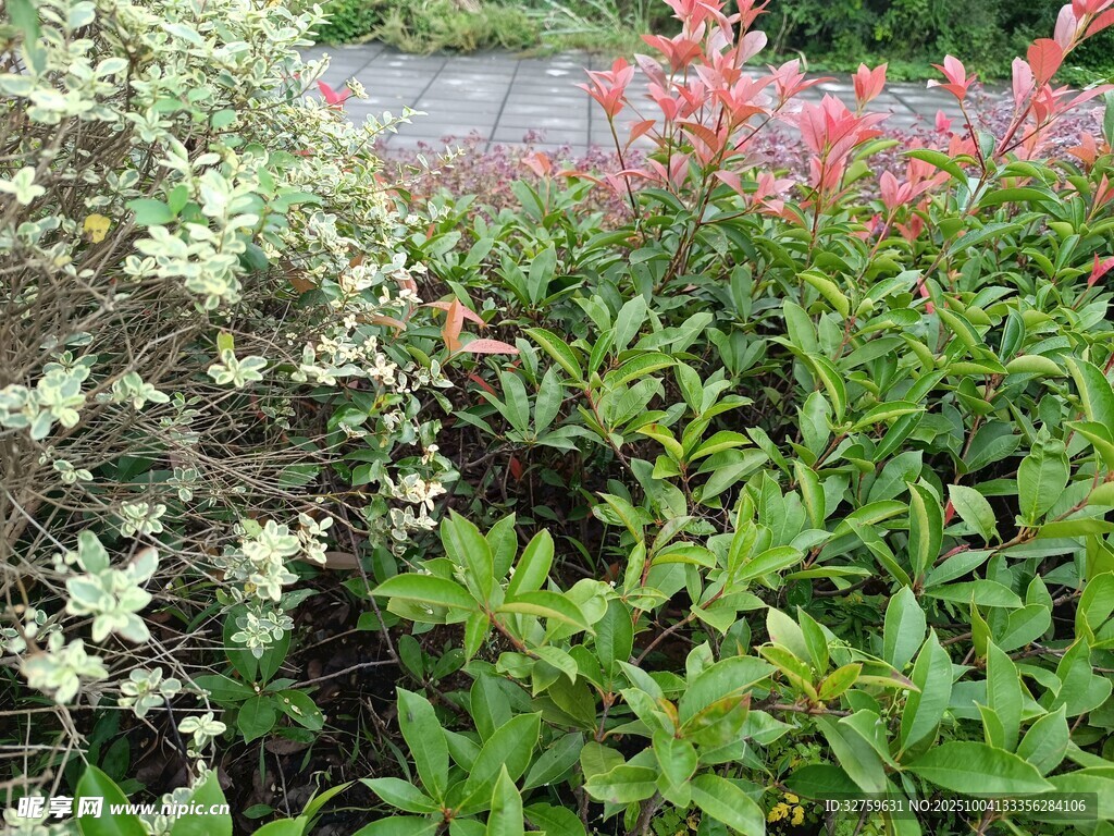 多彩花卉植物景观