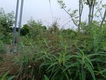 野外繁茂的绿色植物景观
