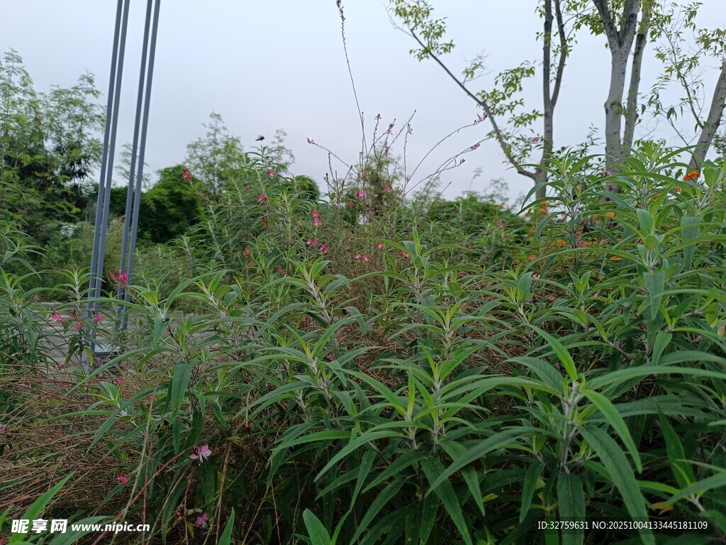 野外繁茂的绿色植物景观