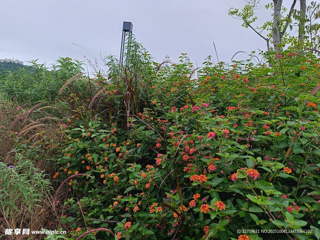 野外繁茂植物与橙色花朵