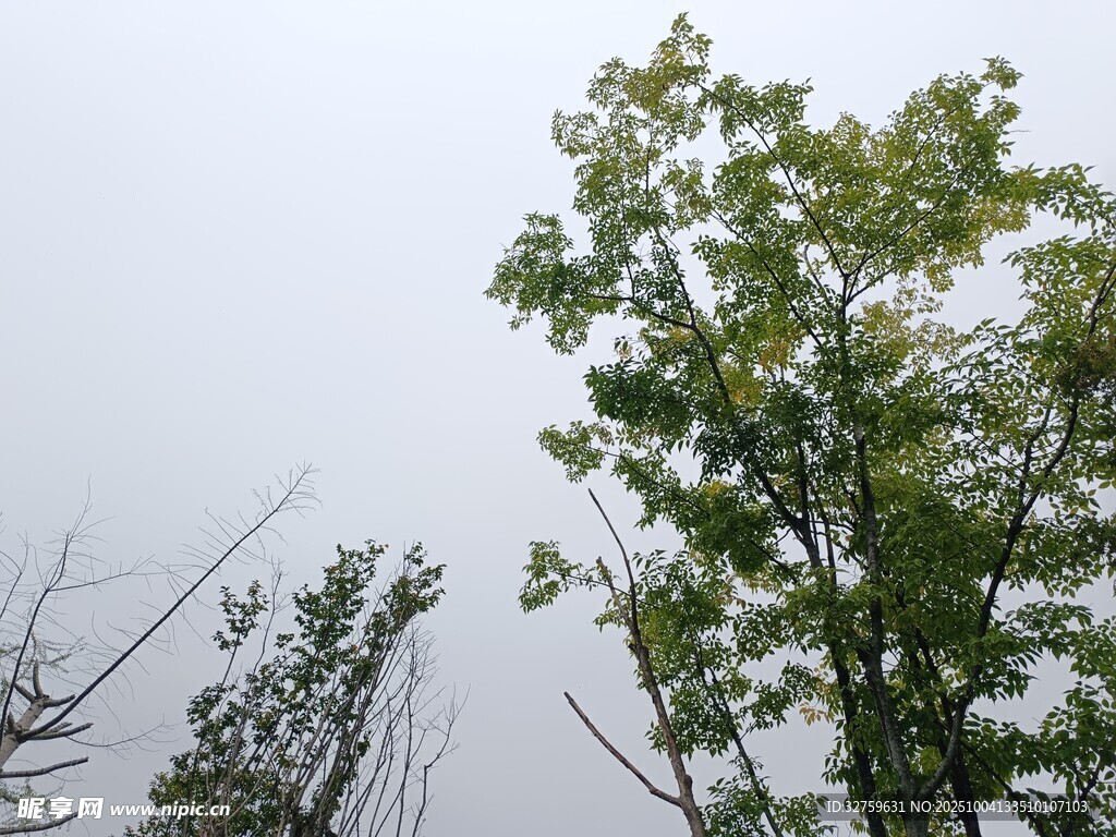 仰视绿树与天空景象