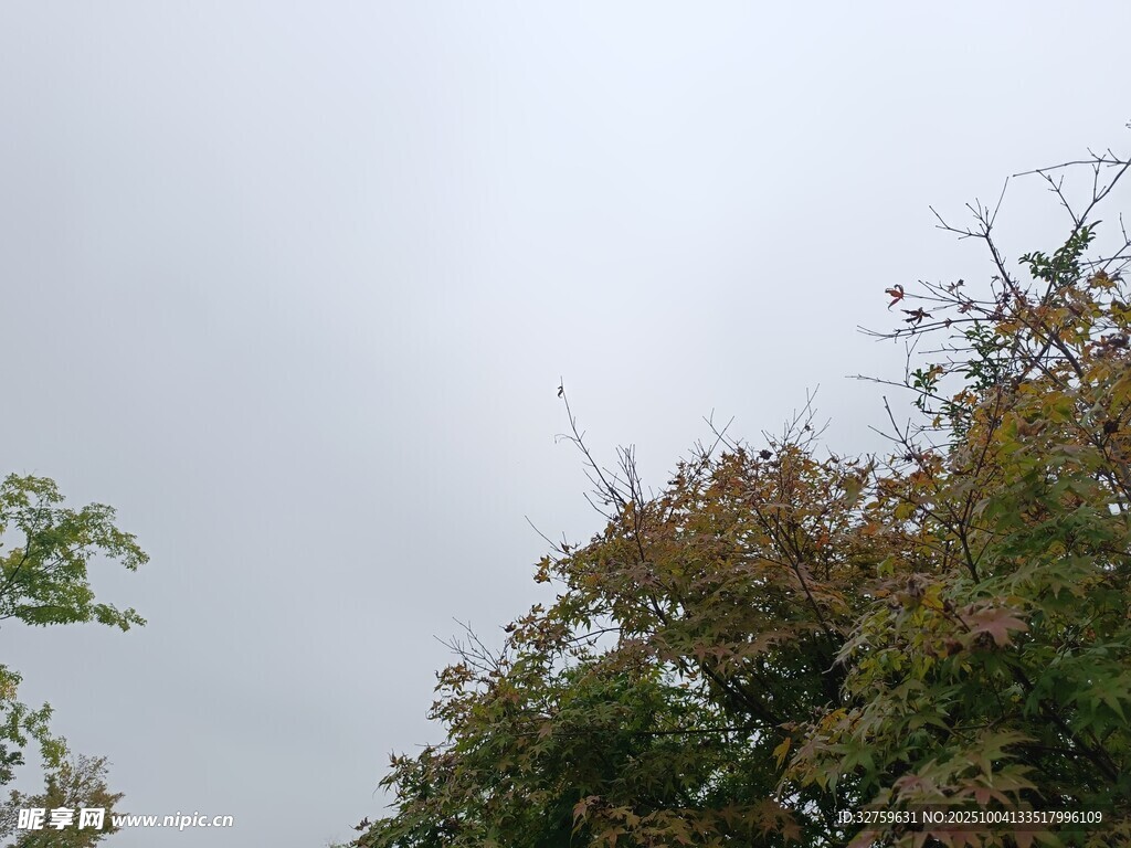 树梢上的天空景色