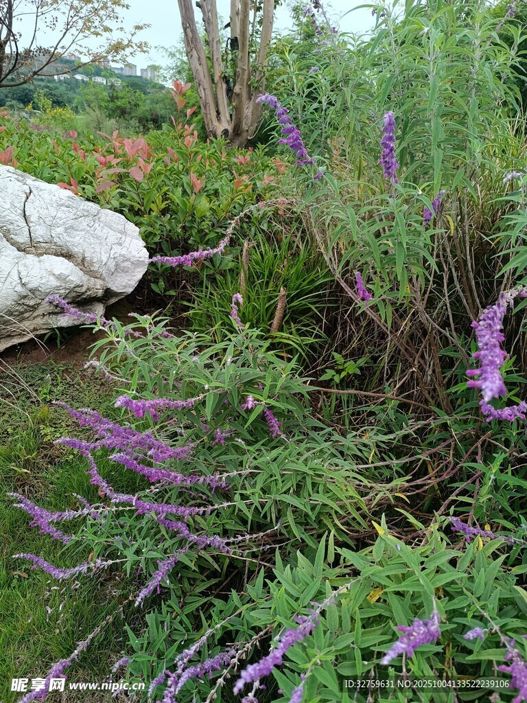 紫色花卉与绿植景观