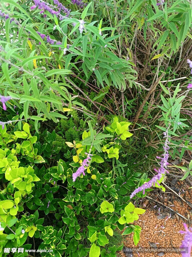 繁茂绿植景观