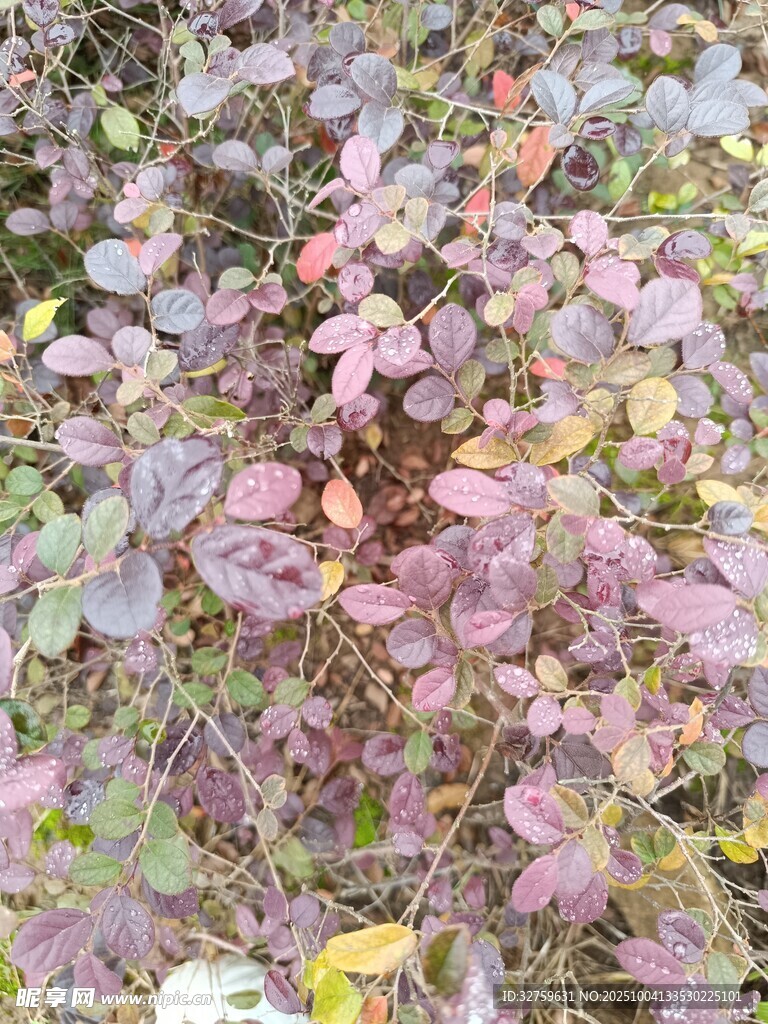 秋日多彩植物景观