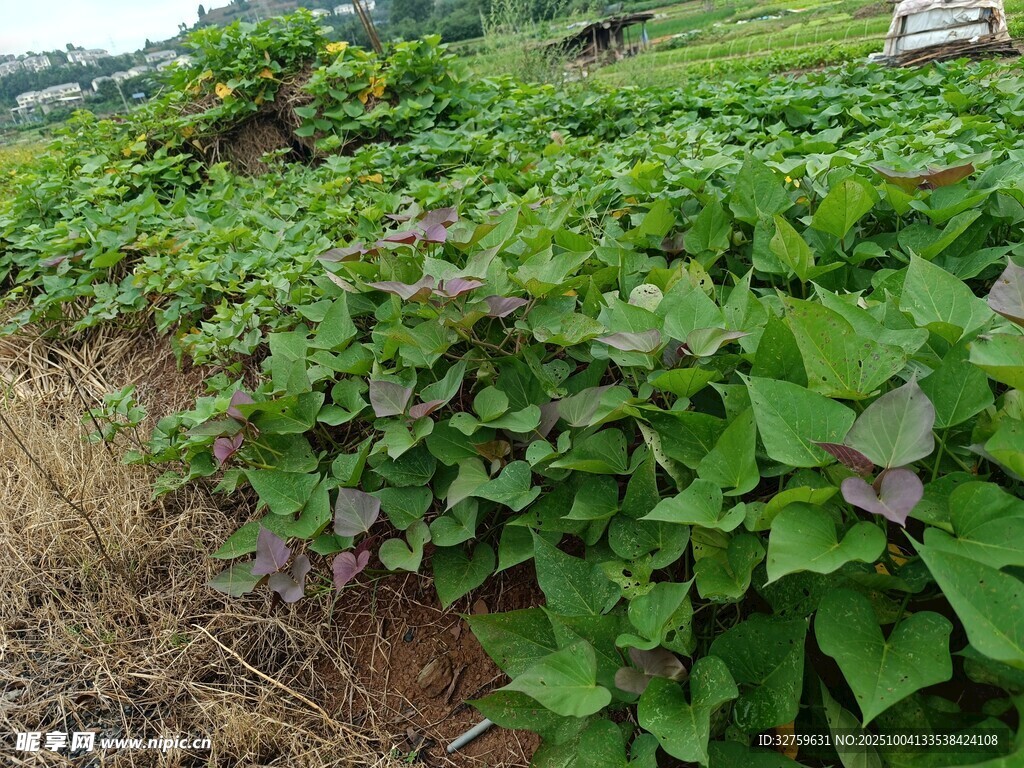 田间茂盛的绿色红薯植株
