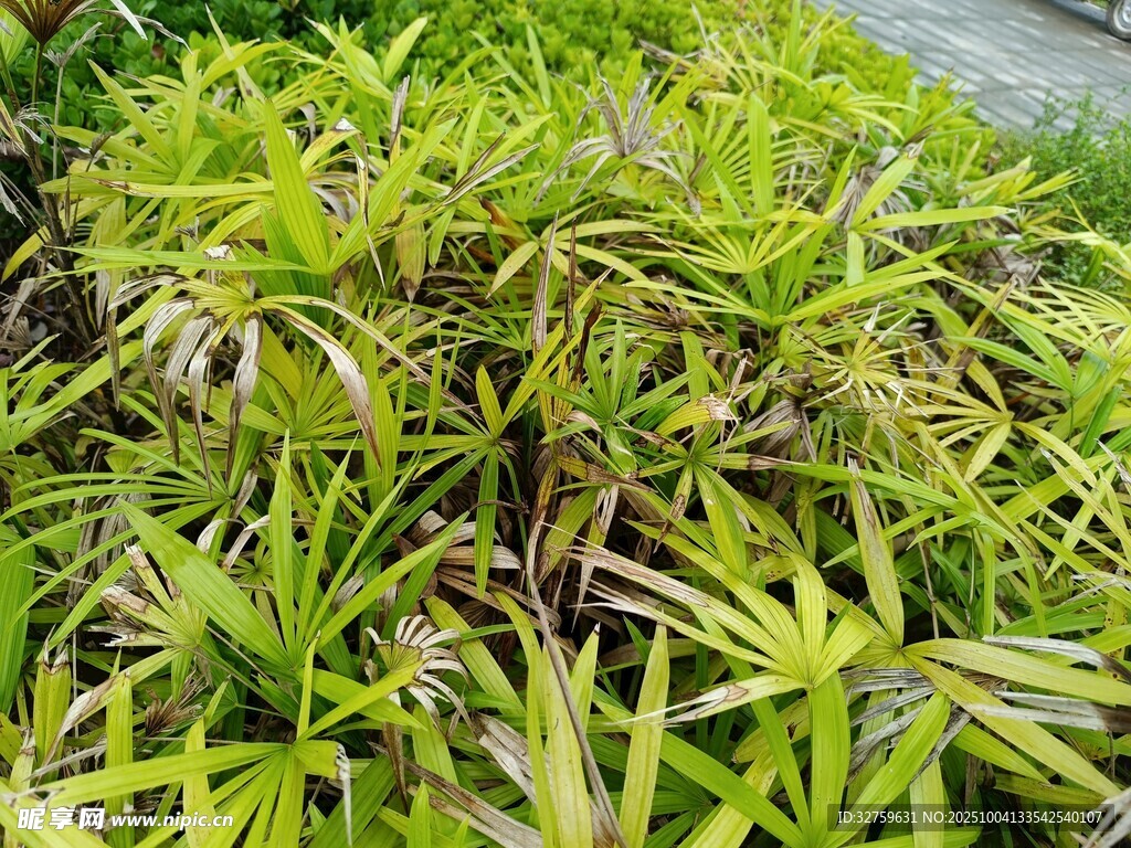 翠绿丛生的细长叶片植物