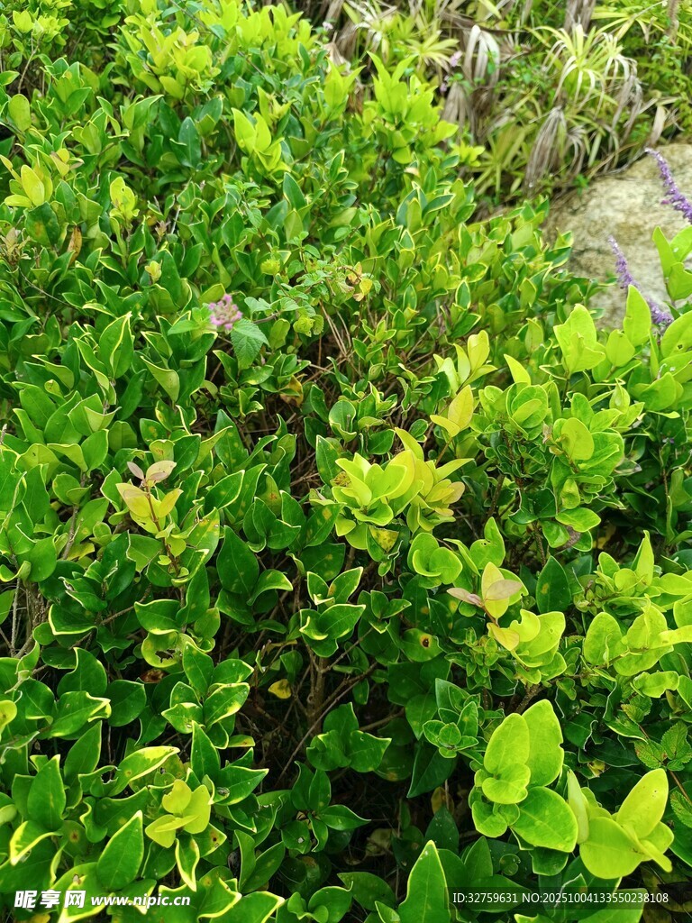 翠绿繁茂的灌木丛