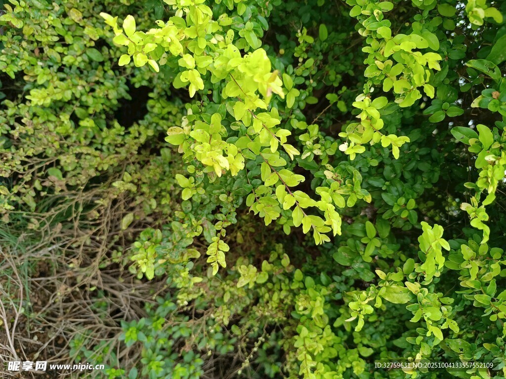 翠绿繁茂的灌木丛