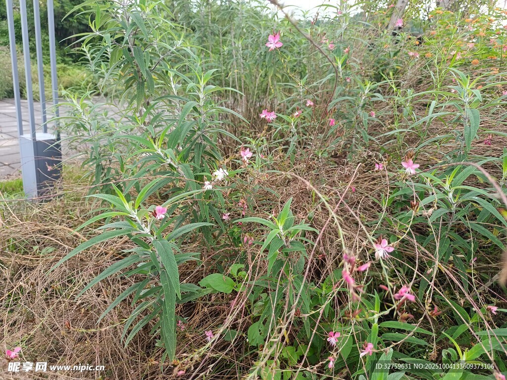 野外繁茂的粉色花卉植物
