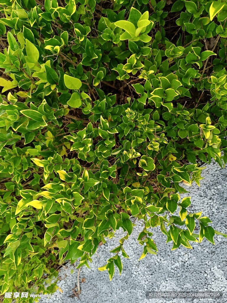 翠绿植物与灰色地面景观