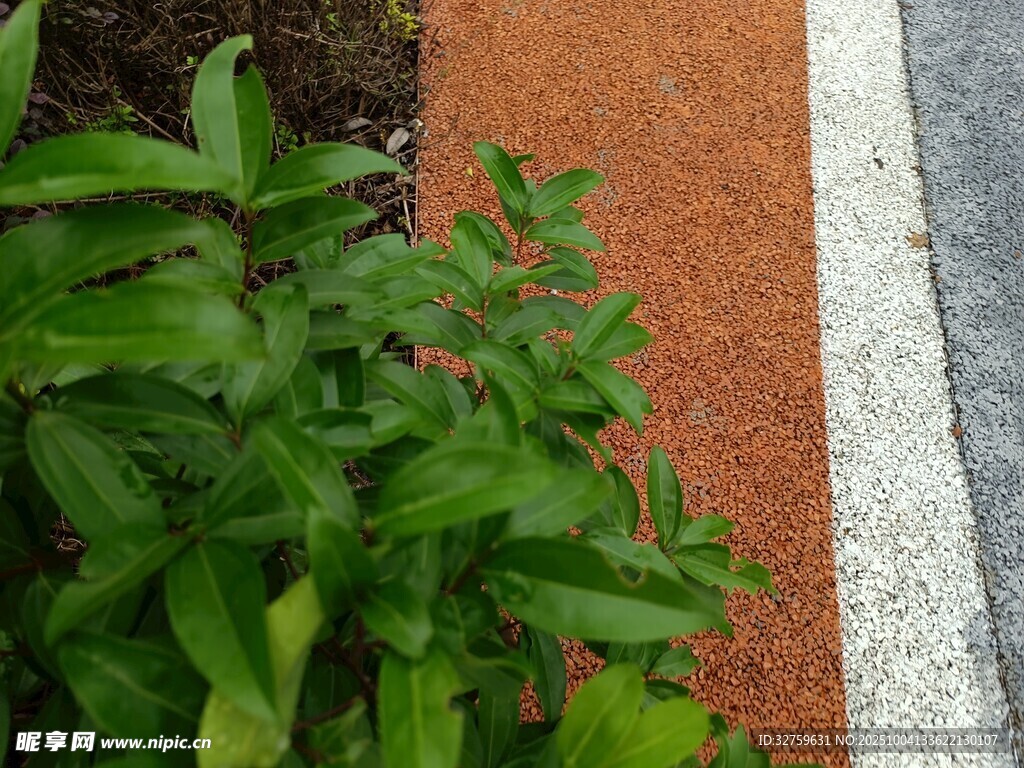 绿植旁的彩色步道