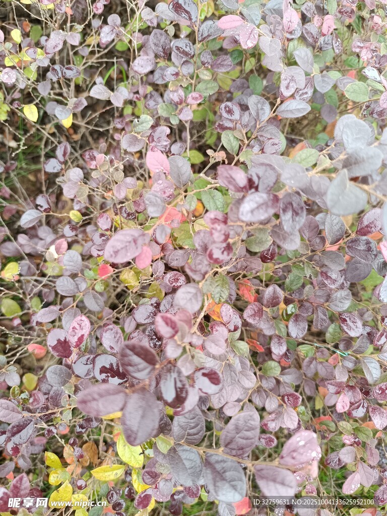 缤纷花卉特写