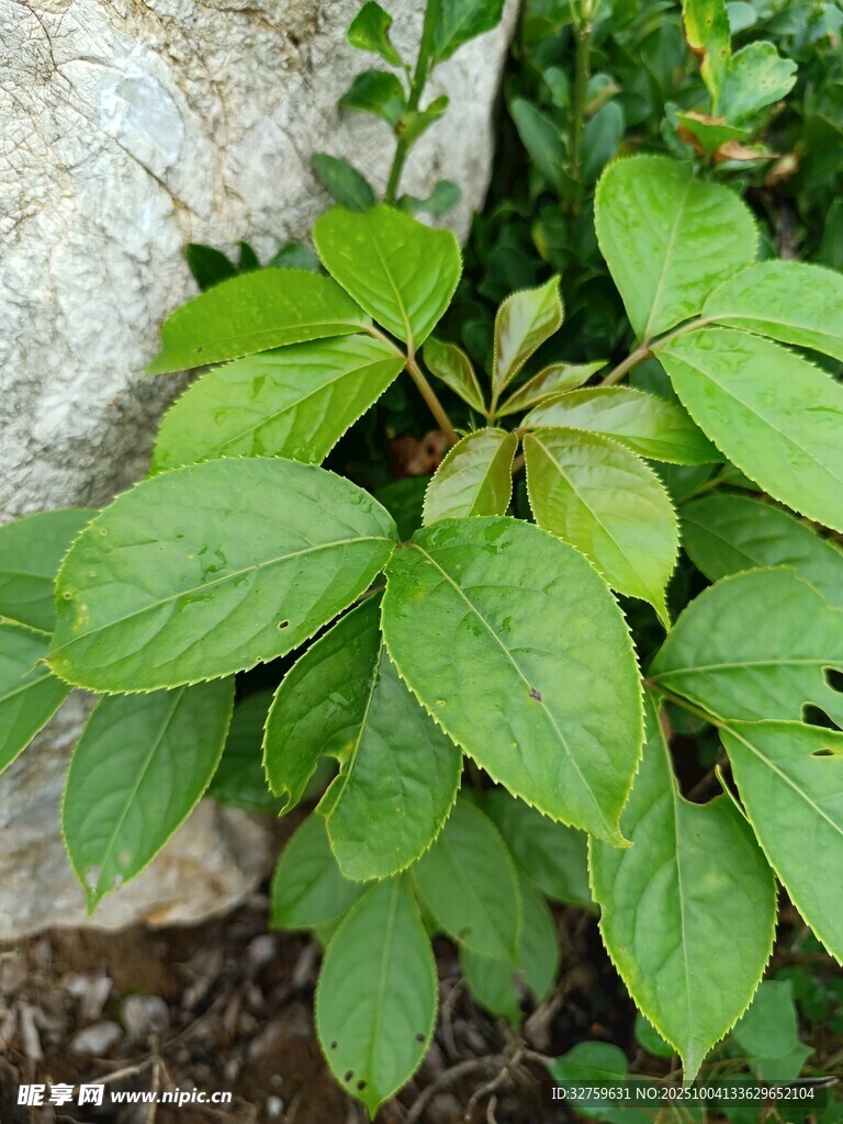 绿叶植物特写