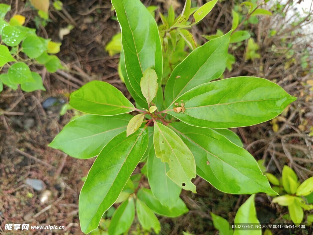 绿叶植物特写