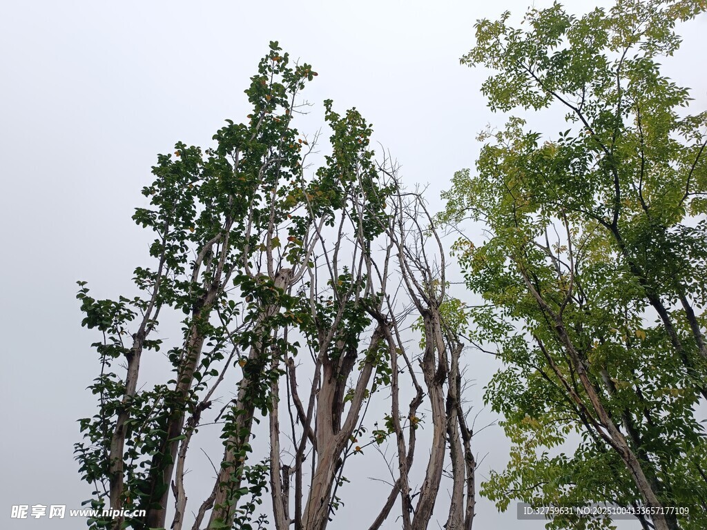 高大榕树 