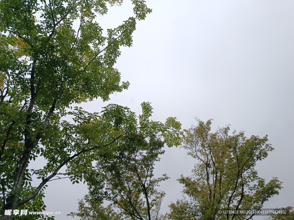 树梢上的天空