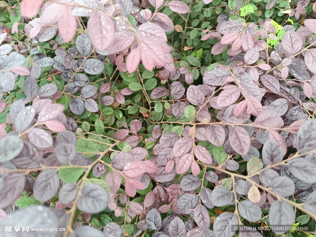 紫叶植物特写