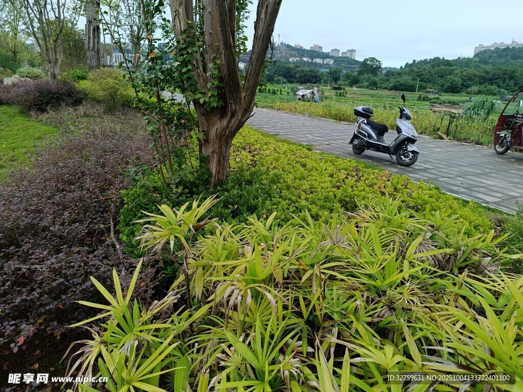 路边绿植景观