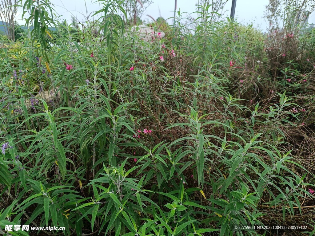 野外茂密的绿色植物丛