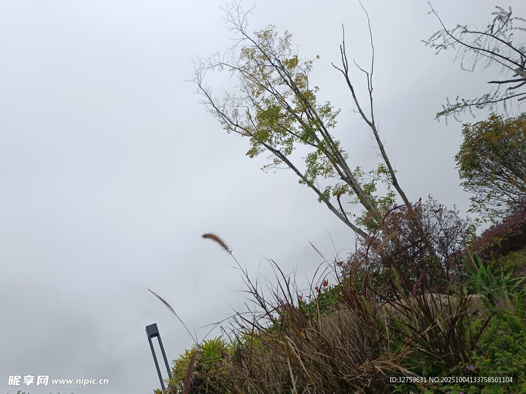 山坡上的绿植与朦胧天空