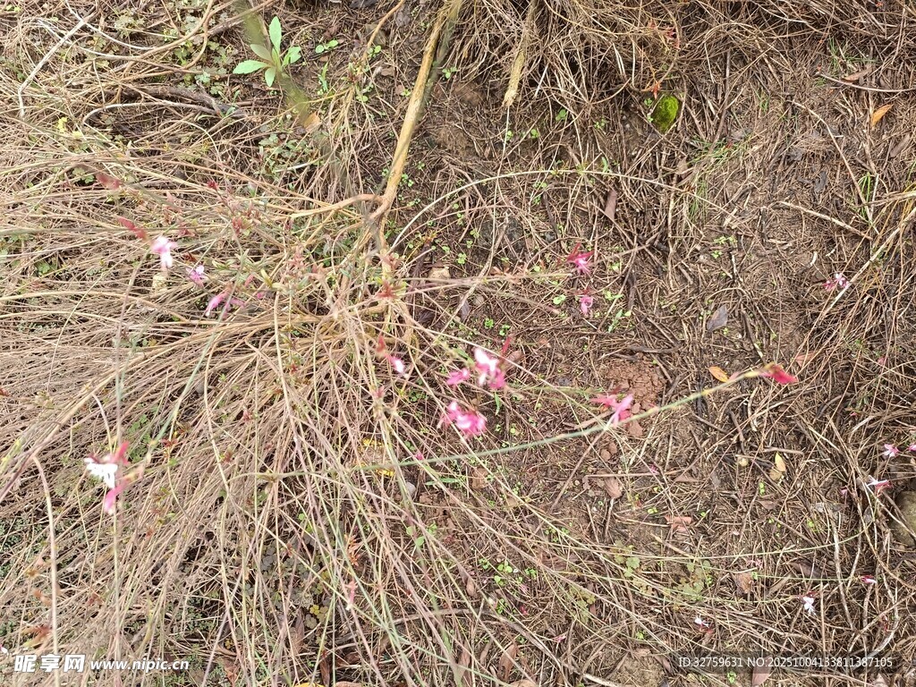 地面散落的粉色花瓣